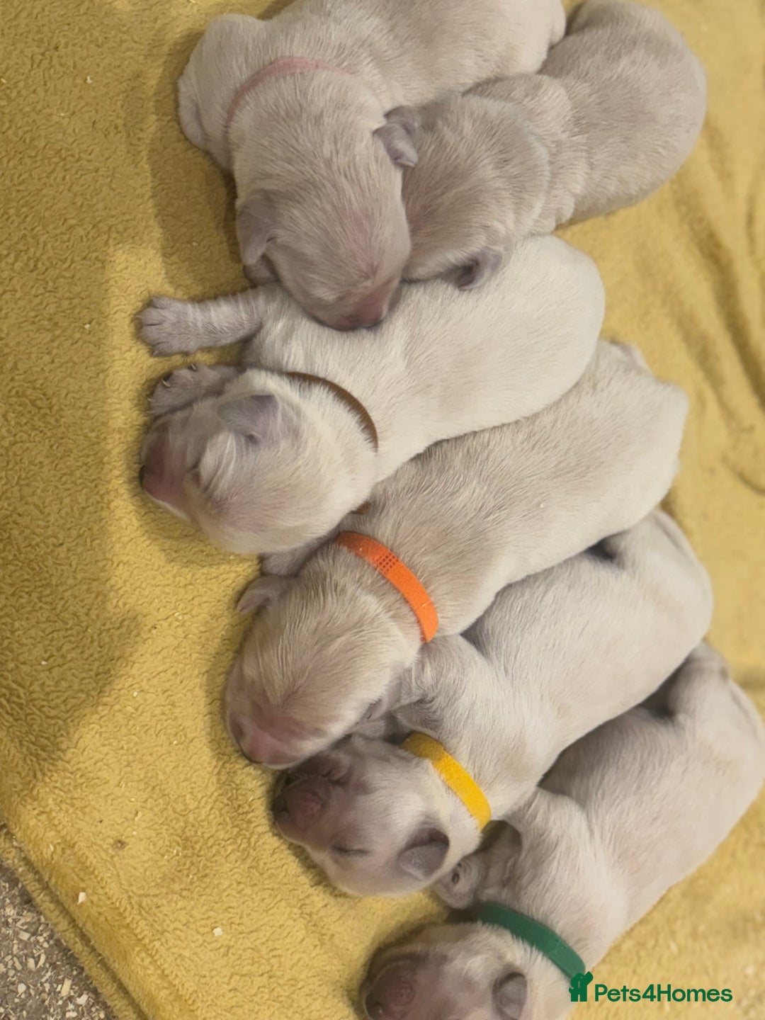 Golden Retriever dogs for sale: 7 beautiful Golden Retriever puppies  - Image 14