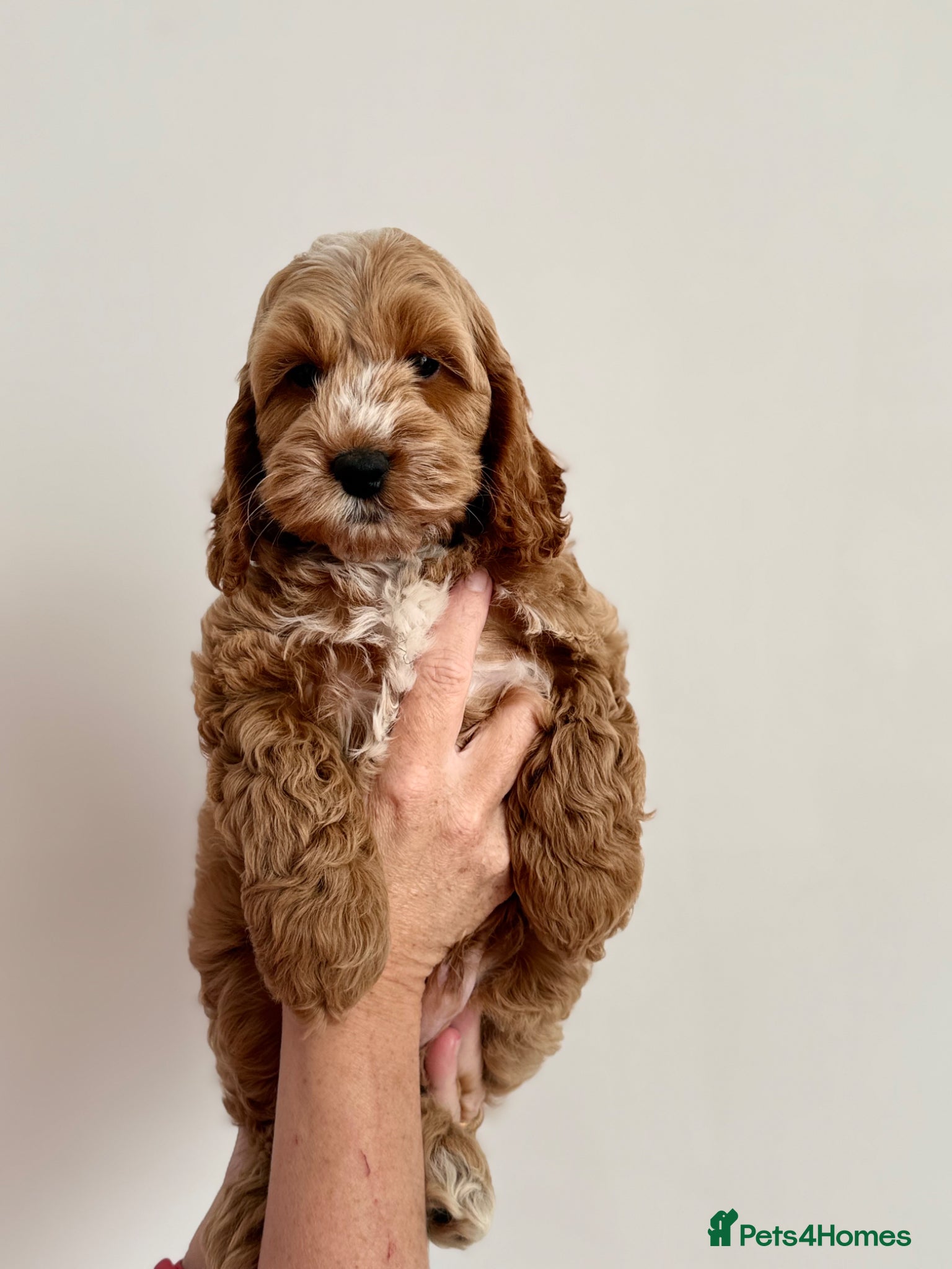 Cockapoo dogs F1 cockapoo puppies 💕READY NOW💕 - Advert 8