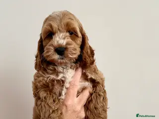 Cockapoo dogs F1 cockapoo puppies 💕READY NOW💕 - Advert 8
