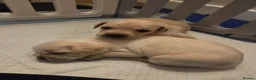 Mixed Breed dogs for sale: French Bulldog Cross Pups - Advert 13