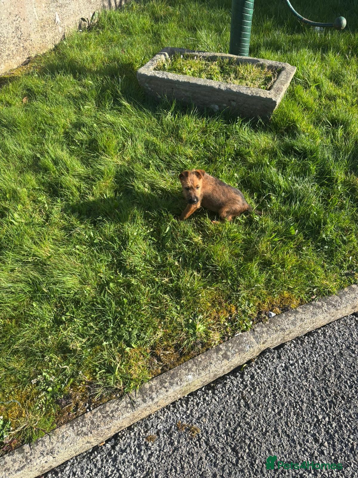 Irish Terrier dogs Irish Terrier  - Advert 2