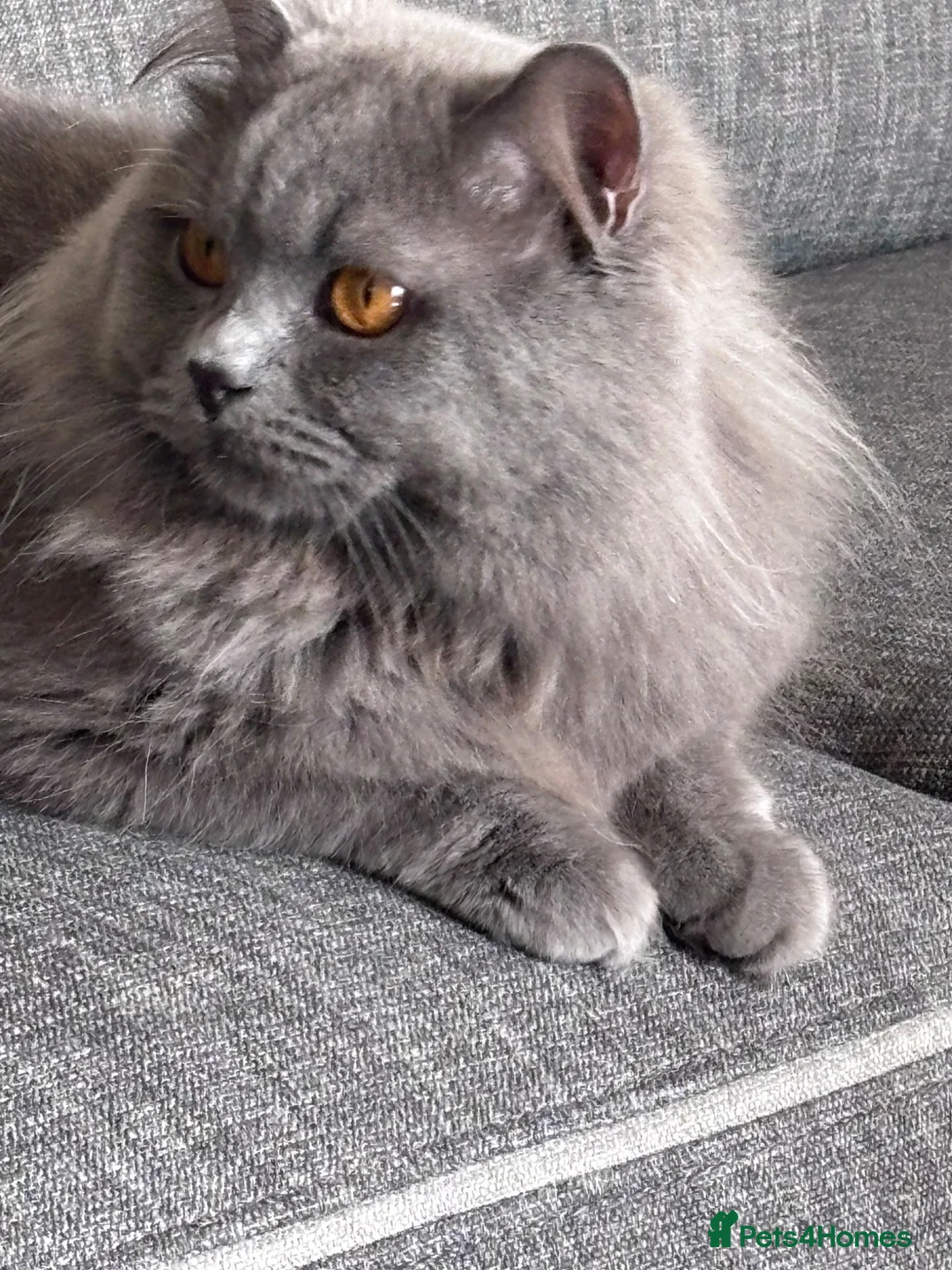 British Longhair cats for stud: STUD - British blue long haired  - Advert 1