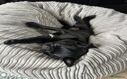 Pug dogs for sale: 7 month old female pug - Advert 4