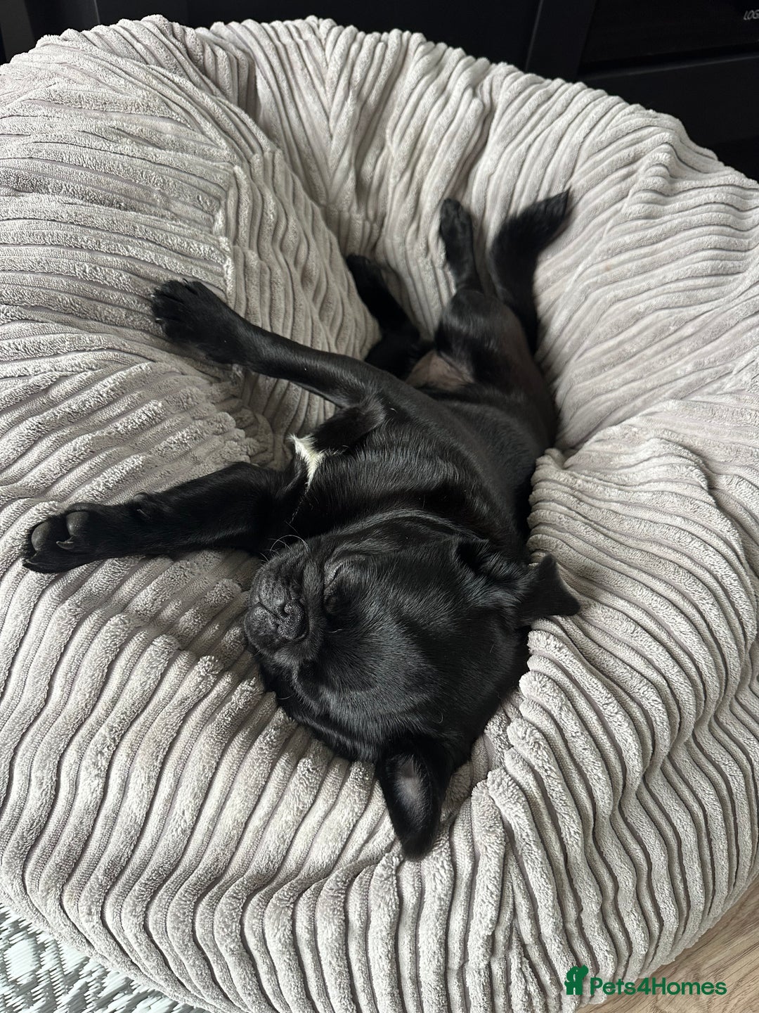 Pug dogs for sale: 7 month old female pug - Advert 4