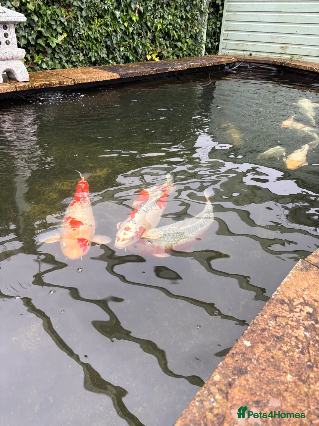 Koi Carp fish for sale: Various Koi Carp - Advert 3