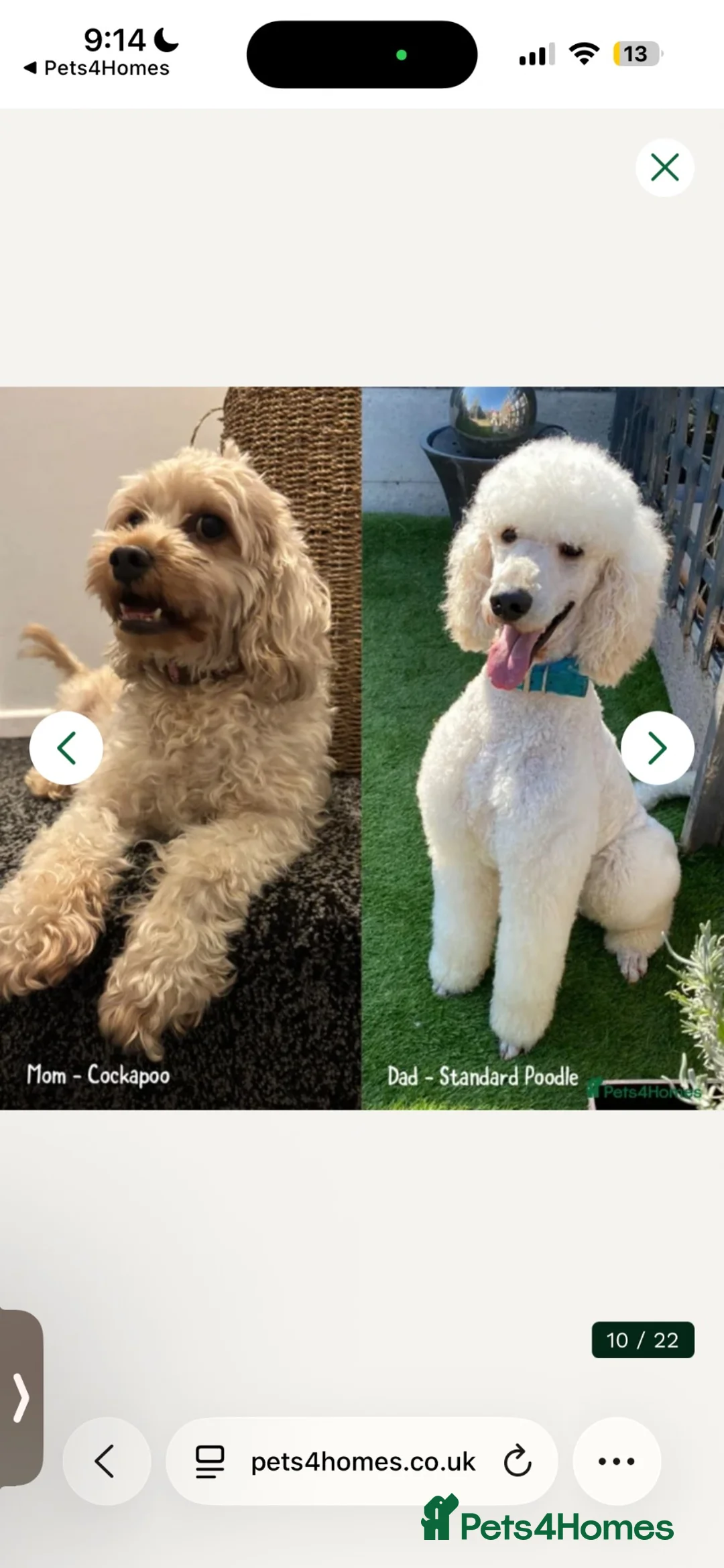 Cockapoo dogs for sale: Last Boy available 29th Nov - Advert 2