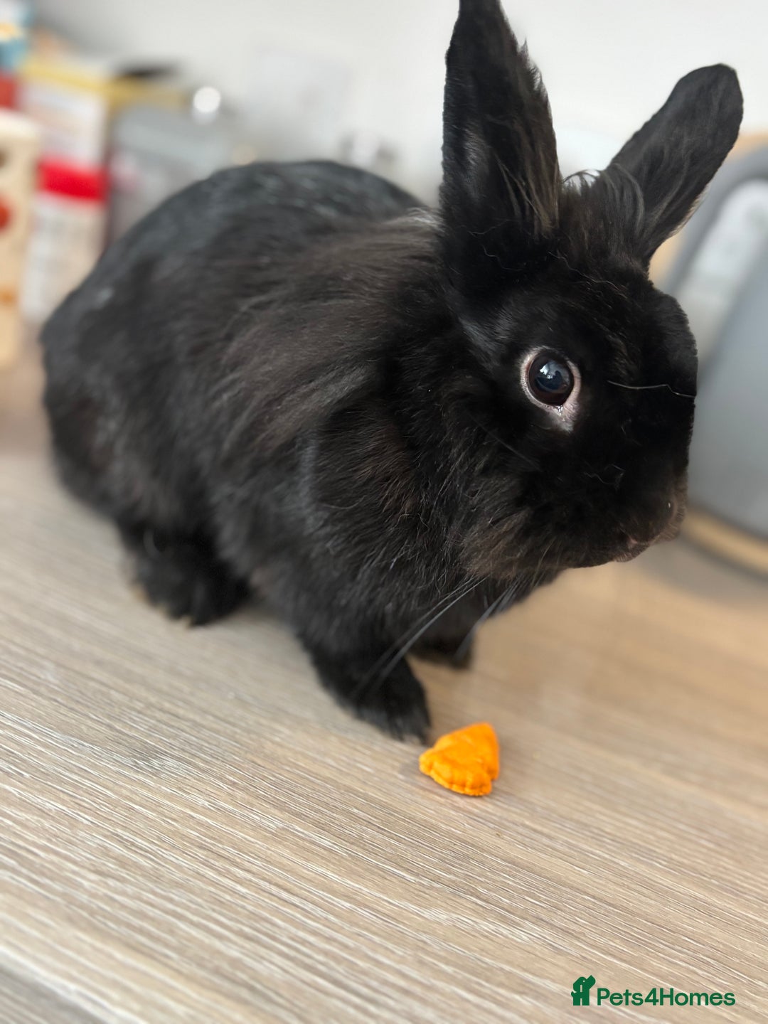 Mixed Breed rabbits for sale: 2 Rabbits & Indoor Hutch for sale - Advert 1