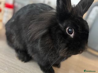 Mixed Breed rabbits 2 Rabbits & Indoor Hutch for sale - Advert 14