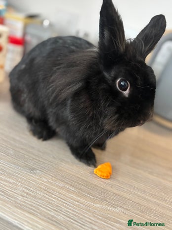 Mixed Breed rabbits 2 Rabbits & Indoor Hutch for sale - Advert 1