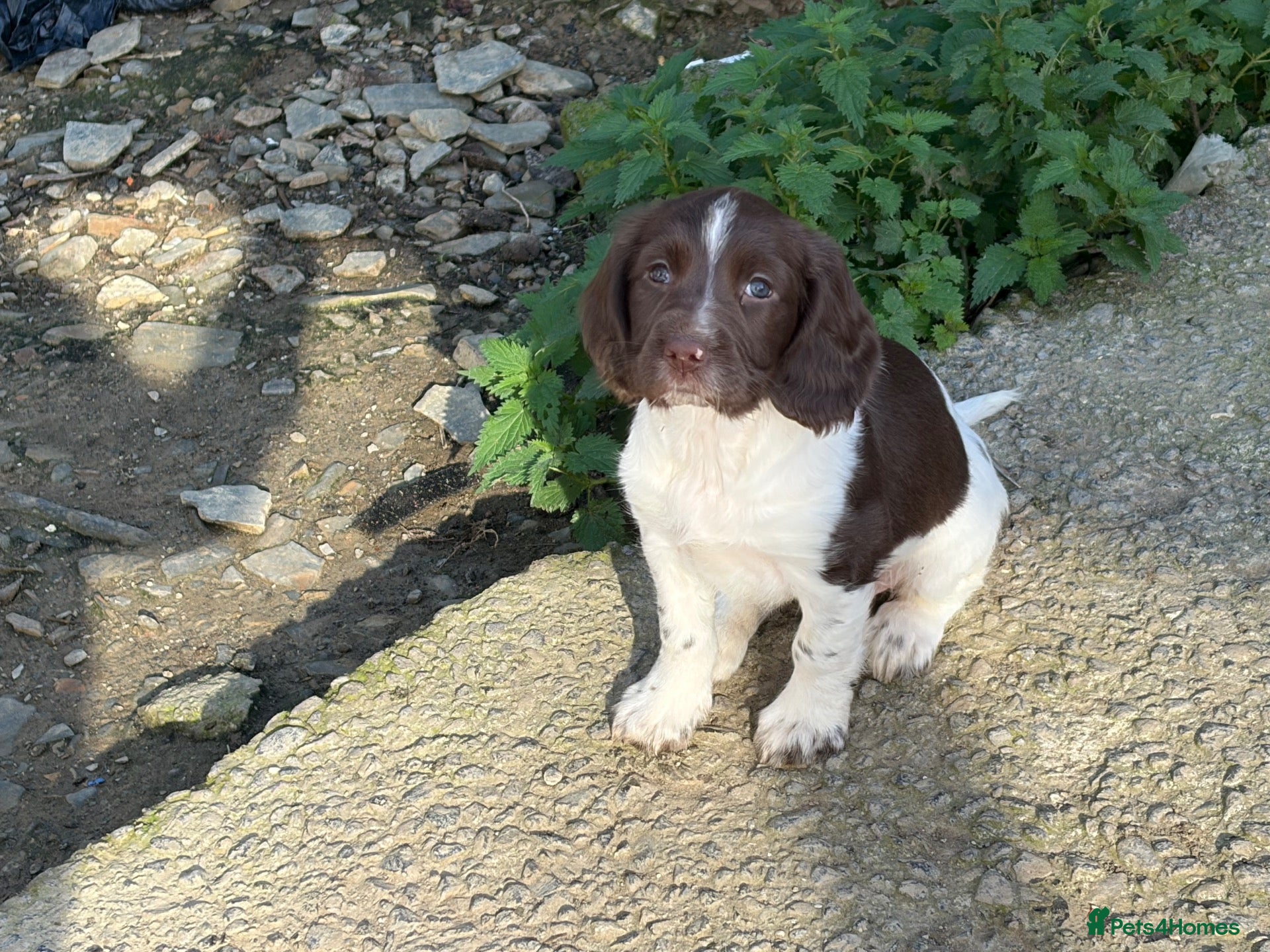 English Springer Spaniel dogs English Springer spaniel  - Advert 1