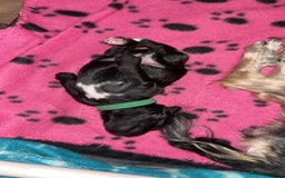 Yorkiepoo dogs for sale: Yorkiepoo Puppies - Image 11