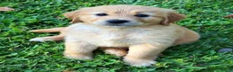 Golden Retriever dogs for sale: Golden Retriever puppies ready for sale in Morecambe - Advert 4