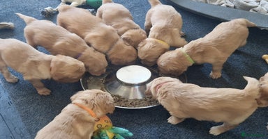 Golden Retriever dogs in Oxted - Advert 2