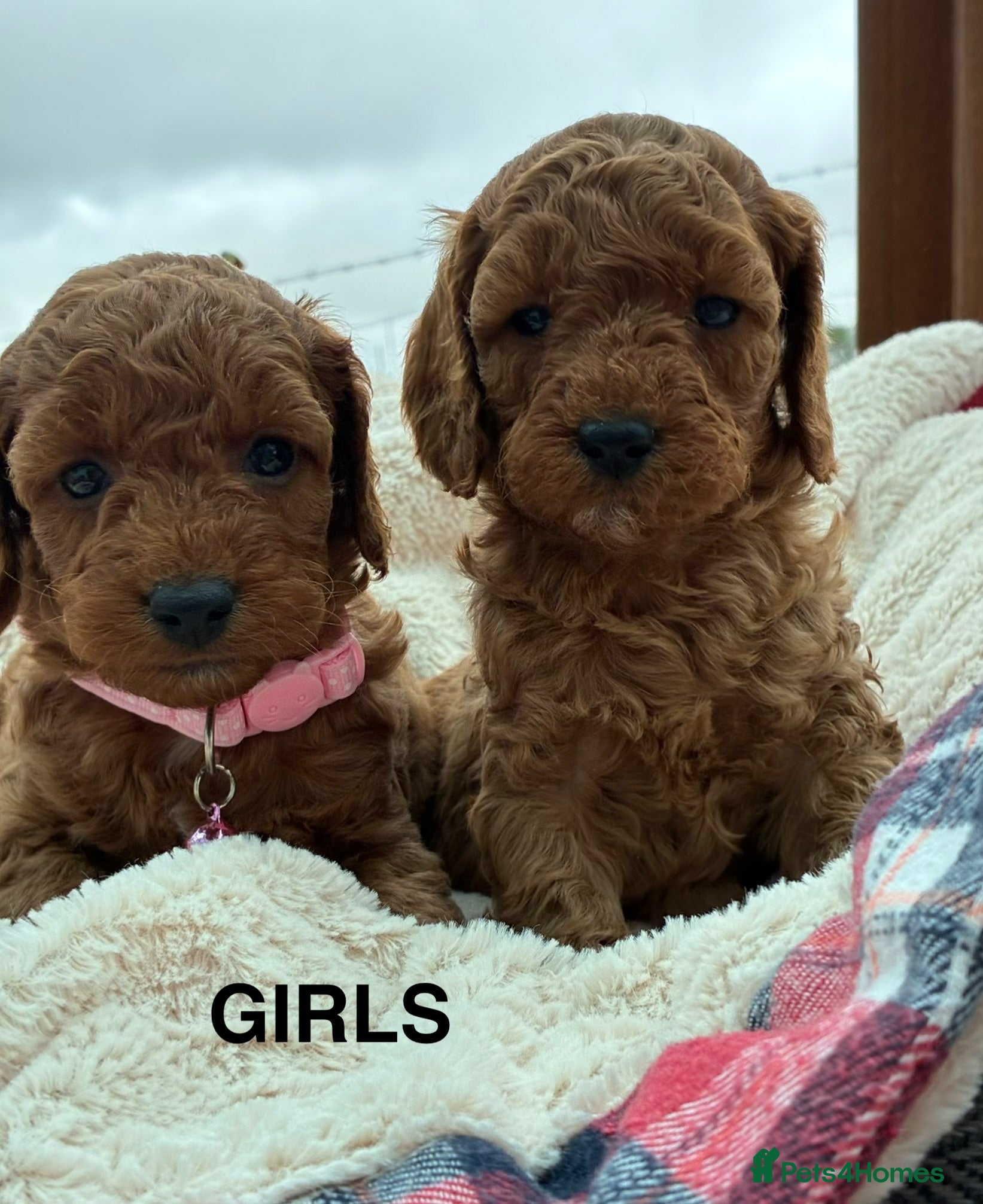 Cockapoo dogs F1b Cockapoo Puppies  - Advert 14