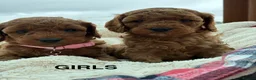 Cockapoo dogs for sale: F1b Cockapoo Puppies  - Advert 1