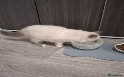 Ragcoon cats for sale: Beautiful Colourpoint Tortie Female Ragdoll Kitten - Image 19