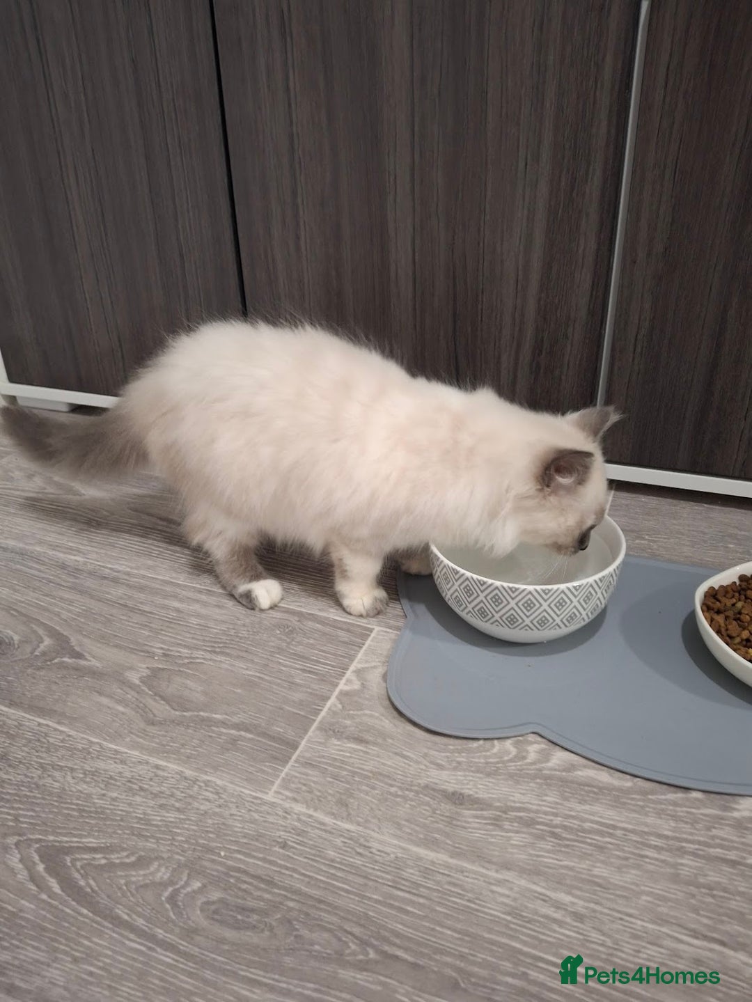 Ragcoon cats for sale: Beautiful Colourpoint Tortie Female Ragdoll Kitten - Image 19