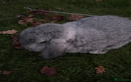 Mini Lop rabbits for sale: Adorable Coco - female Mini Lop - Advert 8