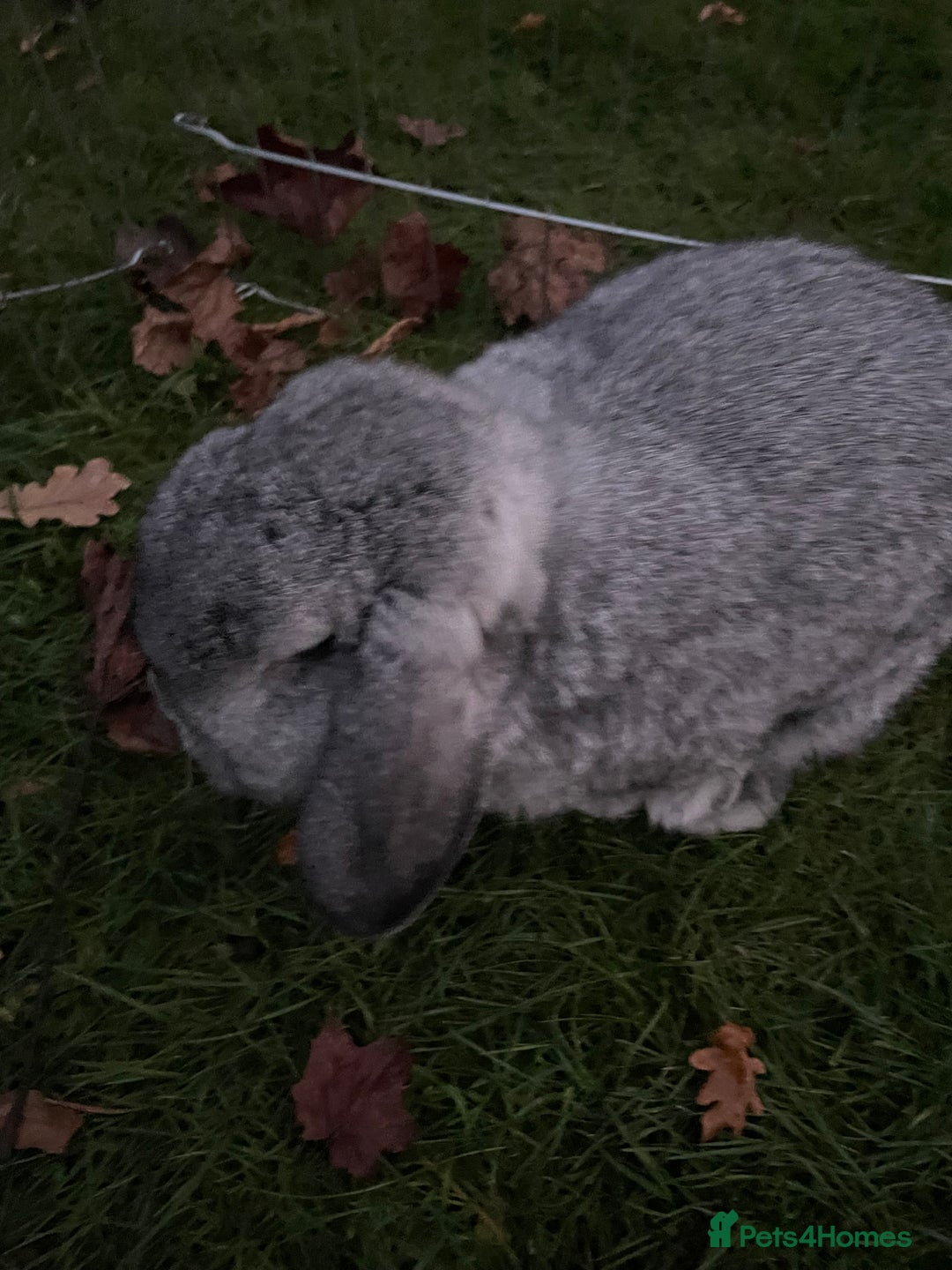 Mini Lop rabbits for sale: Adorable Coco - female Mini Lop - Advert 8