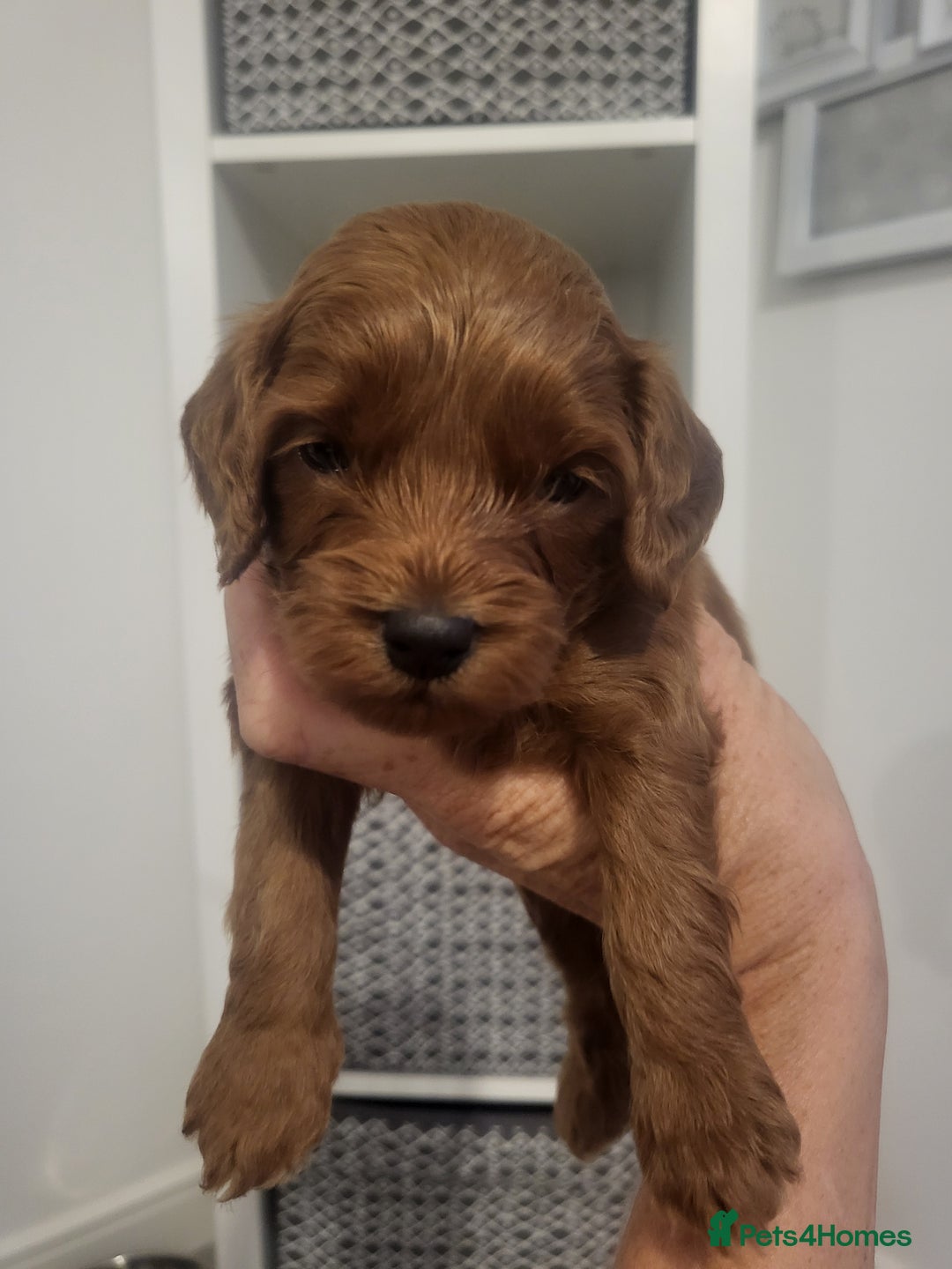 Cavachon dogs for sale: Cavapoochon - Image 9
