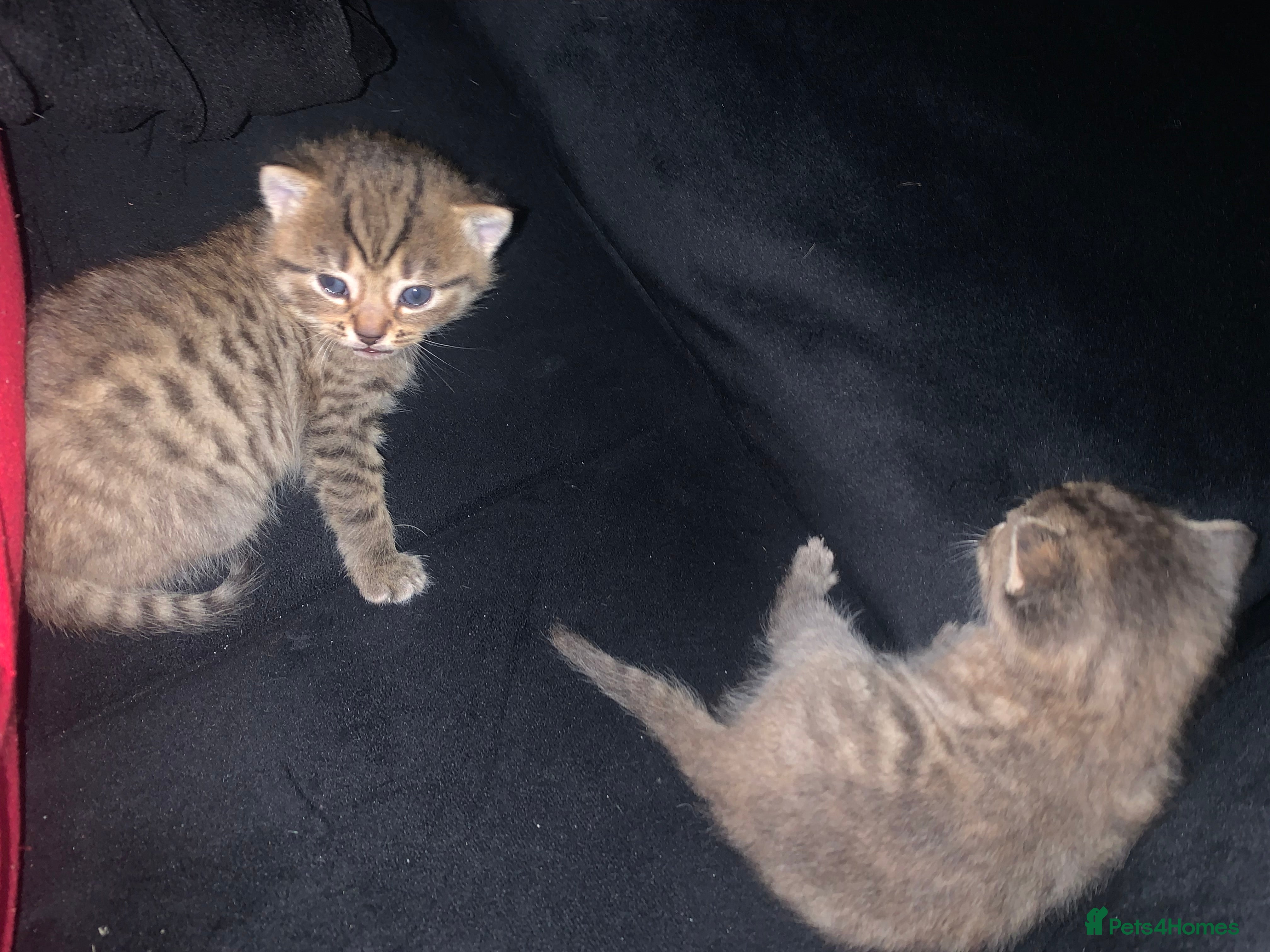 Mixed Breed cats beautiful kittens grey & ginger tortie and tabby - Advert 6