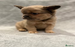 French Bulldog dogs for sale: Beautiful French bulldog puppies 💙💙🩷🩷 - Advert 1