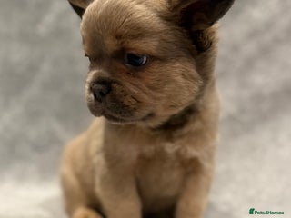 French Bulldog dogs for sale: Beautiful French bulldog puppies πππ©·π©· - Advert 1