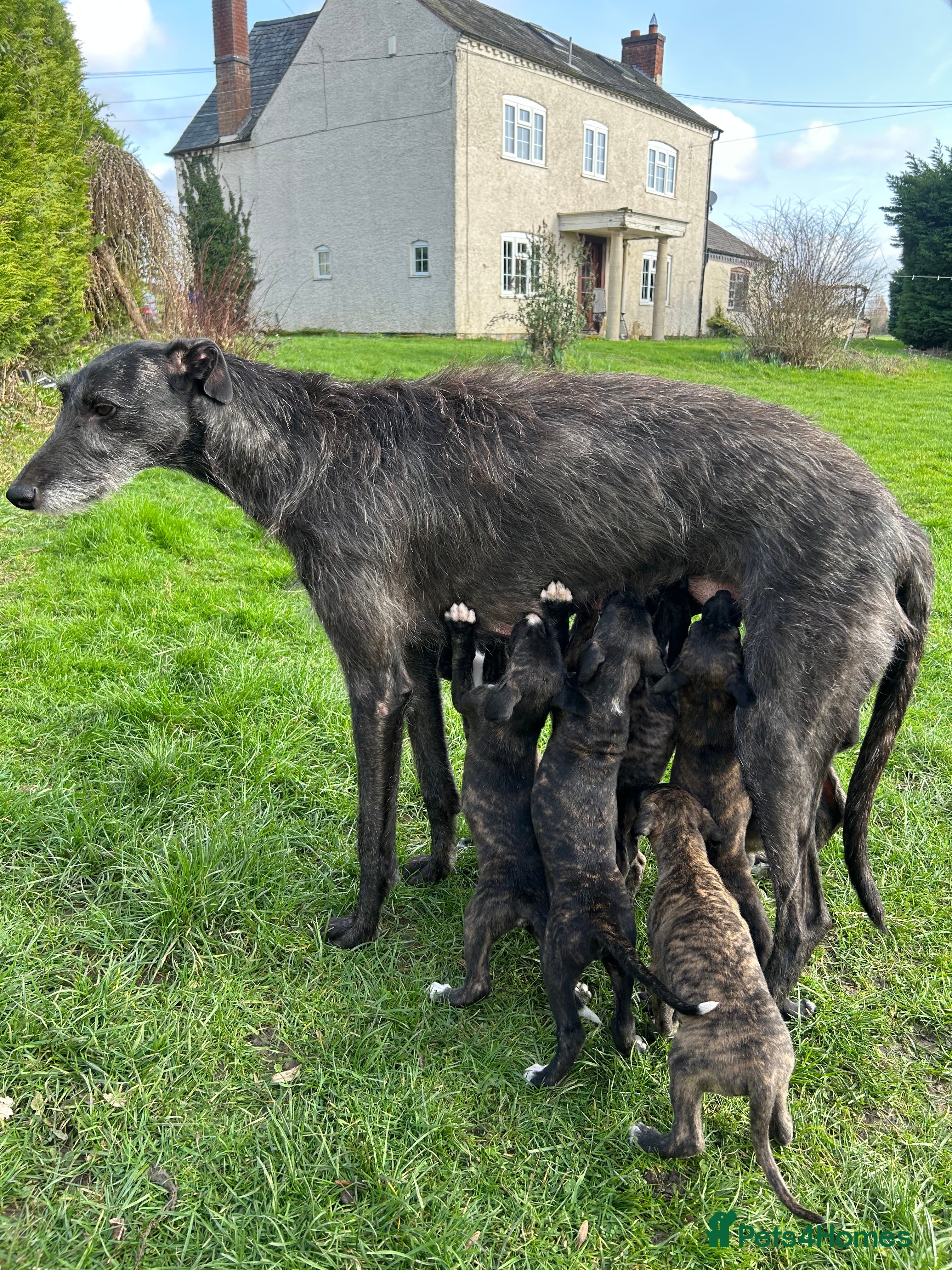 Lurcher dogs Deerhound x greyhound / saluki x greyhound  in Redditch - Advert 1