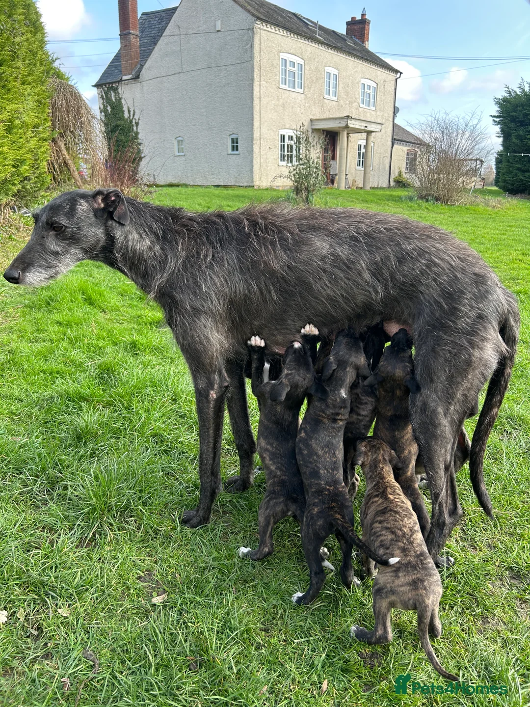 Lurcher dogs for sale: Deerhound x greyhound / saluki x greyhound  - Advert 1