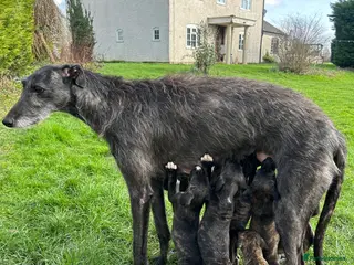 Lurcher dogs Deerhound x greyhound / saluki x greyhound in Redditch - Advert 1