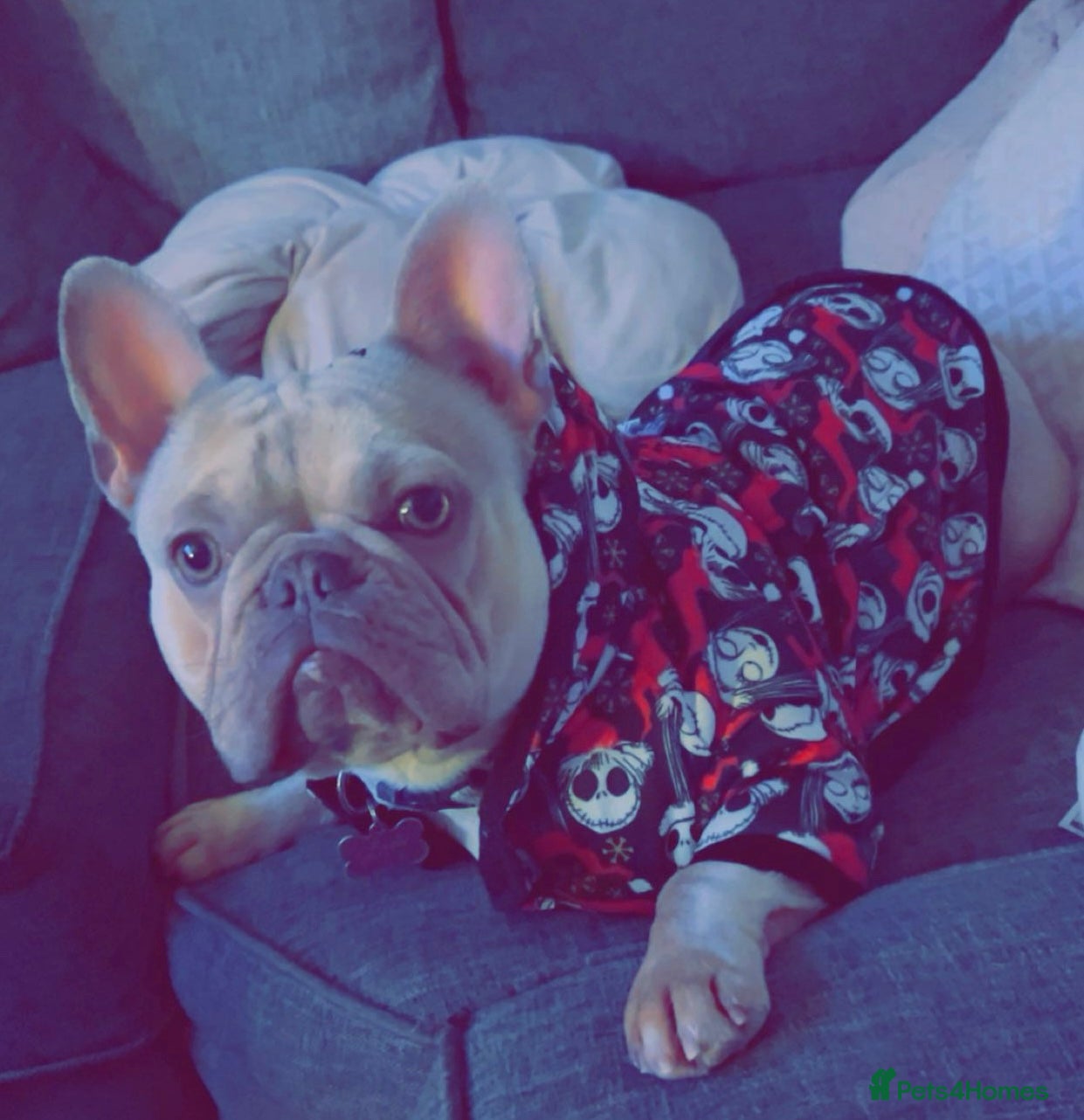 French Bulldog dogs Frenchie female  - Advert 9