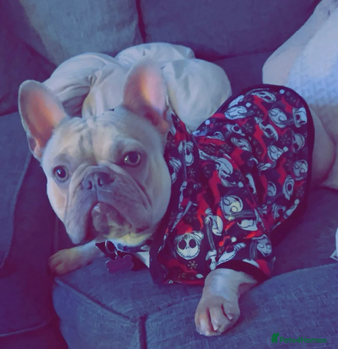 French Bulldog dogs for sale: Frenchie female  in Bridgend - Advert 1