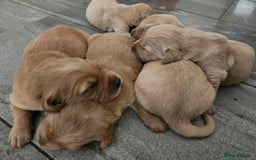 Golden Retriever dogs for sale: KC registered pedigree Golden Retriever pups - Image 24
