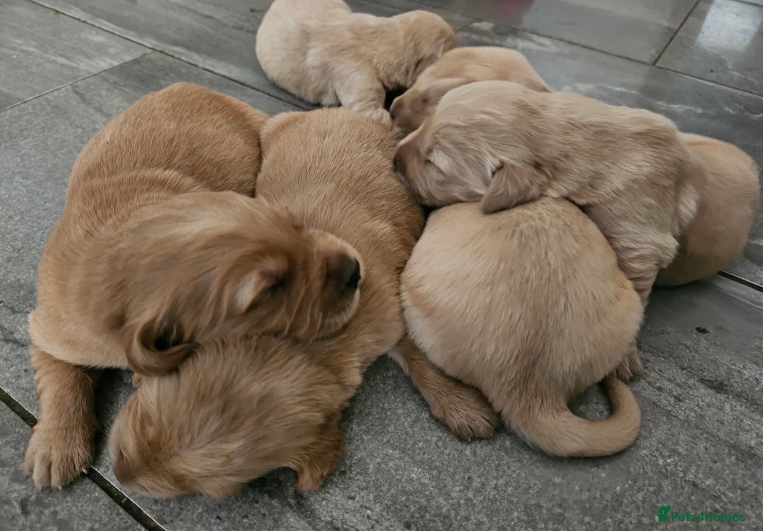 Golden Retriever dogs for sale: KC registered pedigree Golden Retriever pups - Image 24