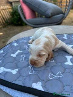 Cocker Spaniel dogs Gorgeous KC Reg Show Cocker Spaniels  - Advert 2