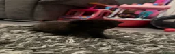 Domestic Shorthair cats for sale: 1 female & 1 male domestic shorthair kittens  - Advert 10