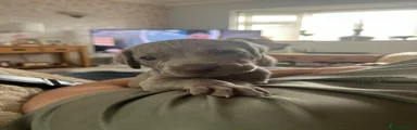 Weimaraner 5