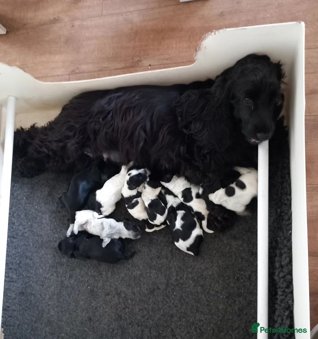 Cocker Spaniel dogs for sale: Loving permanent homes only - Advert 5