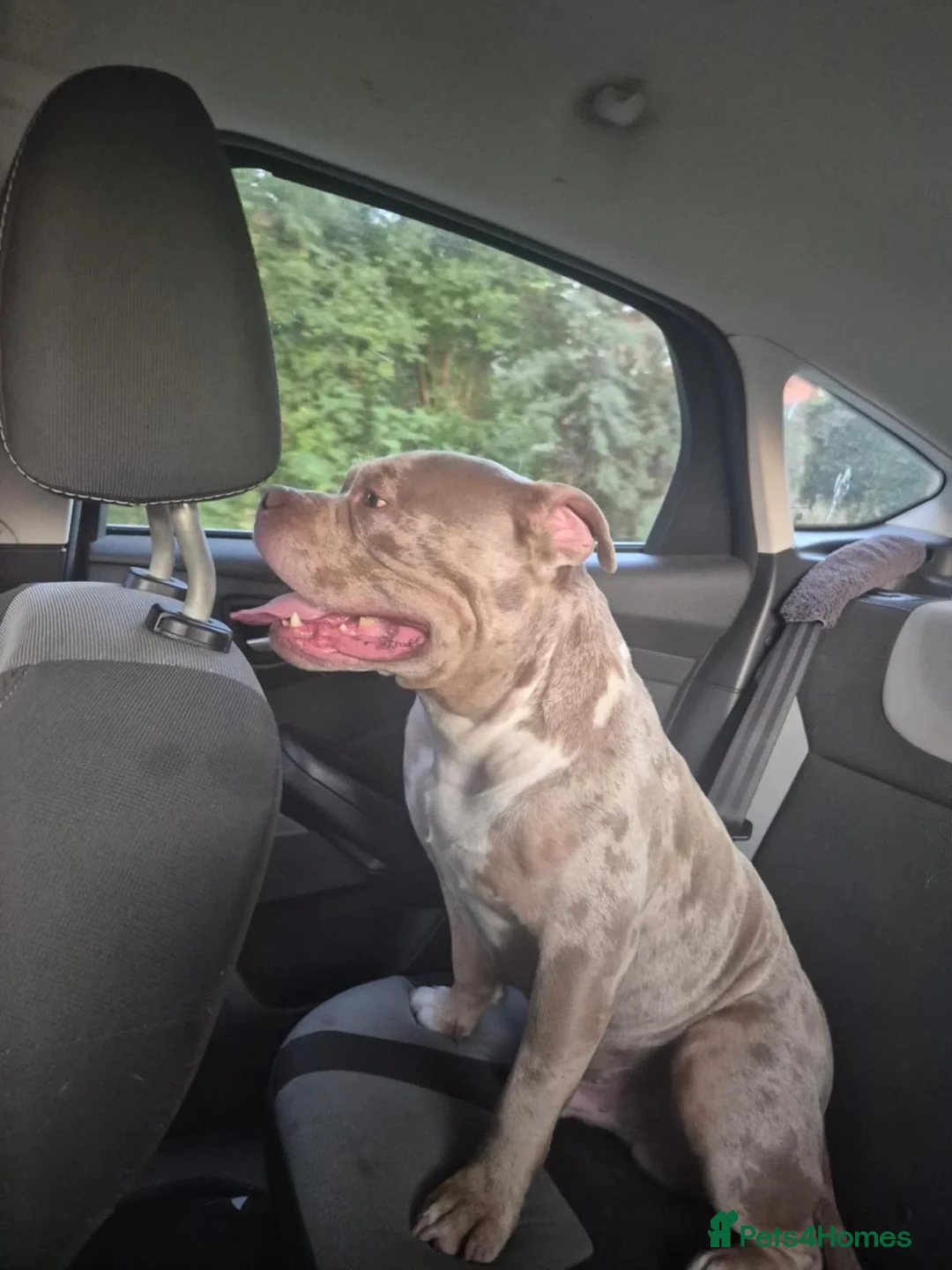 Mixed Breed dogs for sale: Luchi  pocket bully  - Advert 2