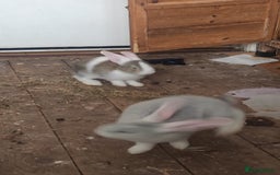 Flemish rabbits for sale: Pure flemish  - Image 9