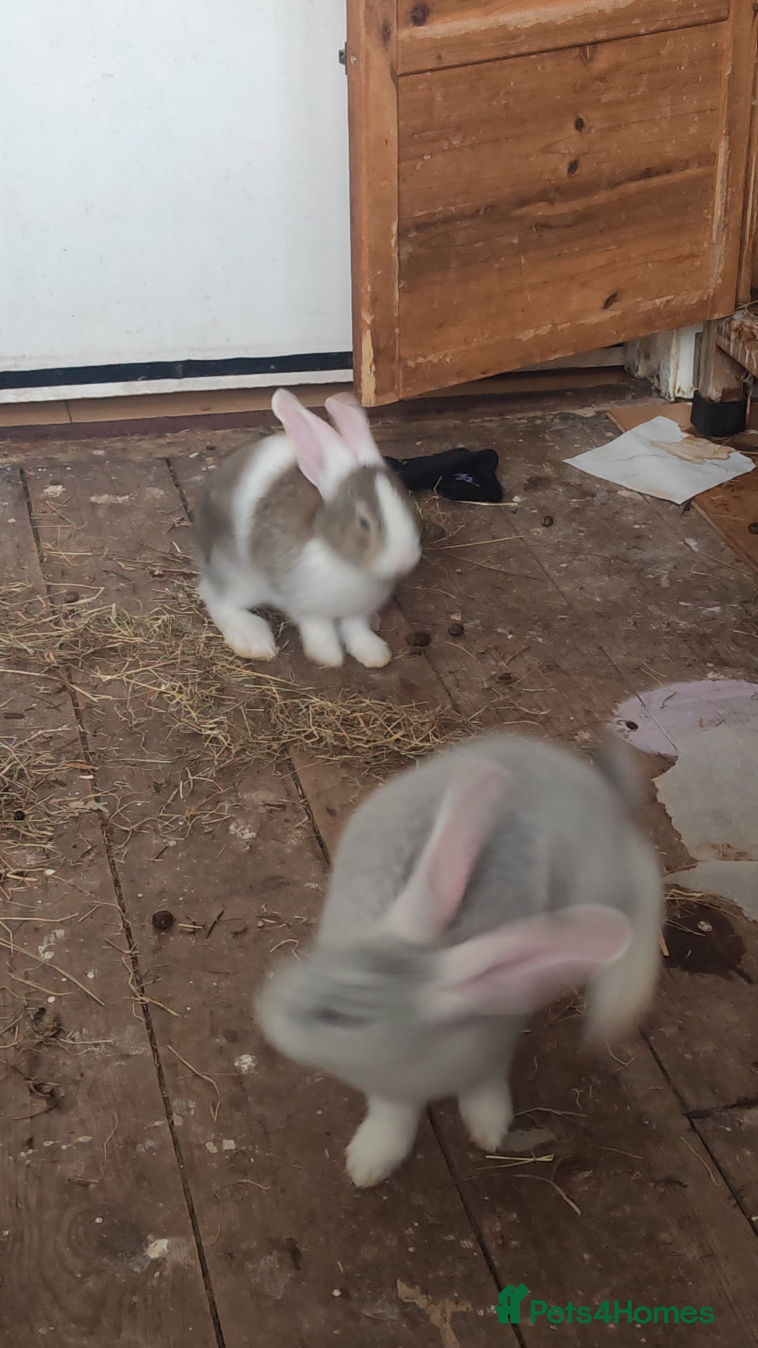 Flemish rabbits for sale: Pure flemish  - Image 9