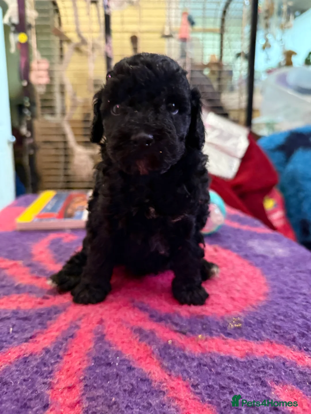 Toy Poodle dogs for sale: Toy poodle pups! in Sheffield - Advert 1
