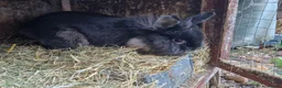 Lionhead rabbits for sale: Lovely, young, affectionate, friendly lionhead boy - Advert 5