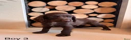 Cocker Spaniel dogs for sale: Working cocker spaniel puppy’s  - Advert 5