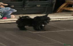 Pomapoo dogs for sale: Pom x toy poodle  - Image 2