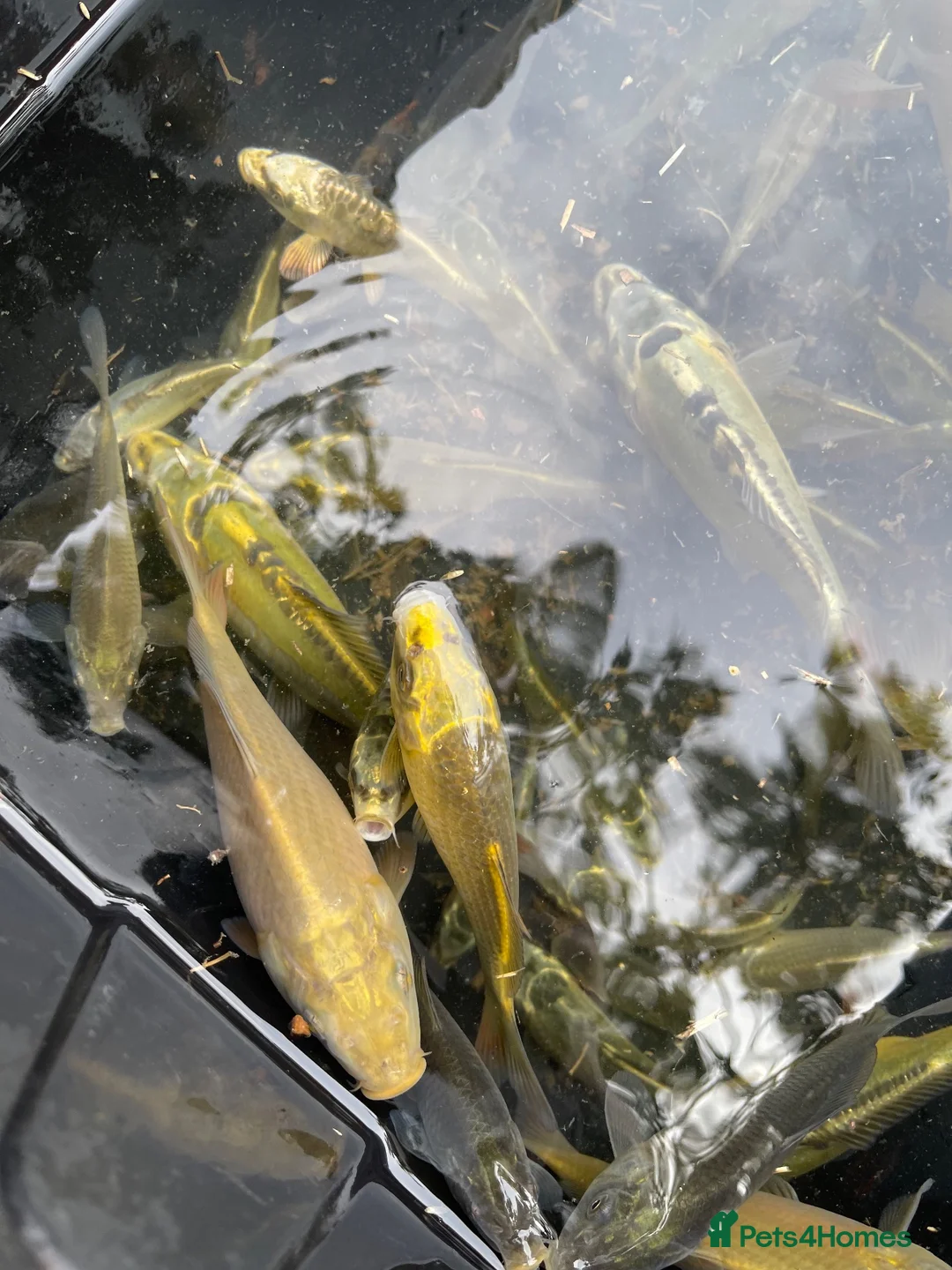 Koi Carp fish for sale: Young Carp Mirror Common Ghost  in Leicester - Advert 2
