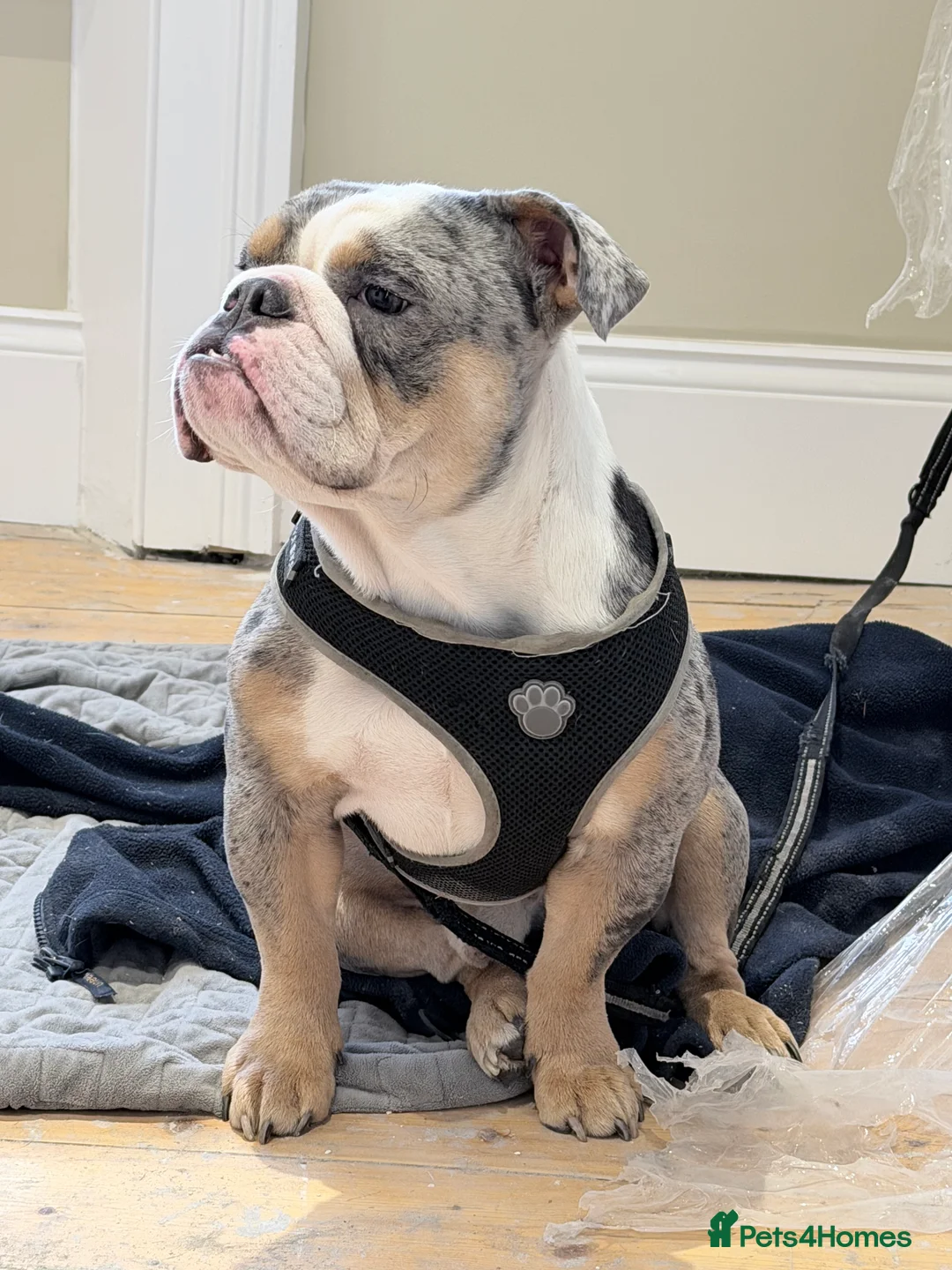 English Bulldog dogs for sale: Kc Registered British bulldog (English Bulldog) - Advert 2