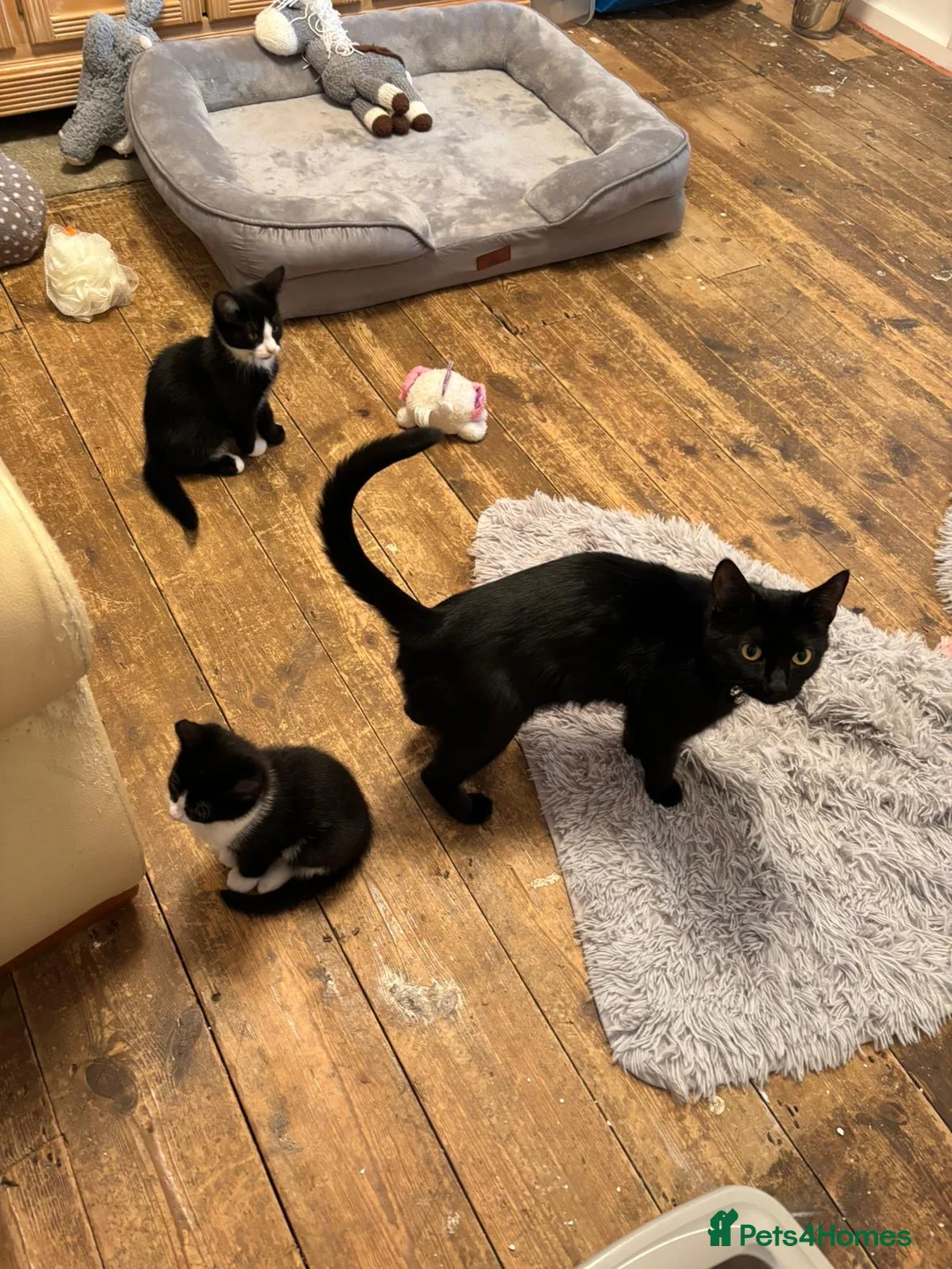 Mixed Breed cats for sale: Kittens  - Advert 2