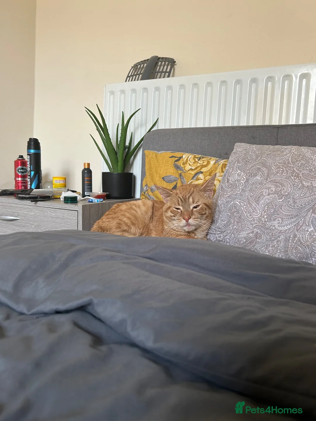 Mixed Breed cats for sale: Tiger  in London - Advert 2