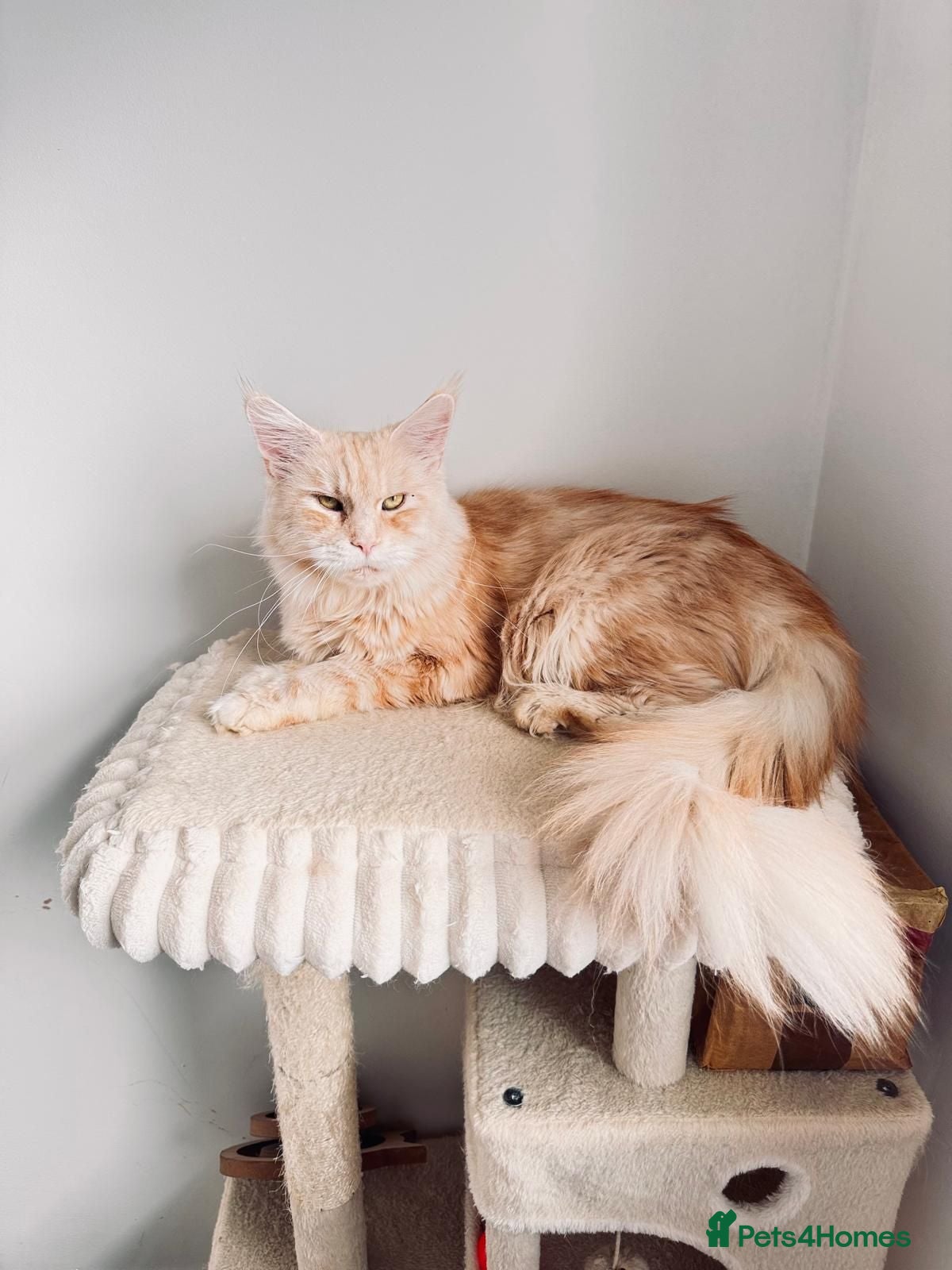 Maine Coon cats Beautiful Maine Coon girl TICA REG - Advert 2